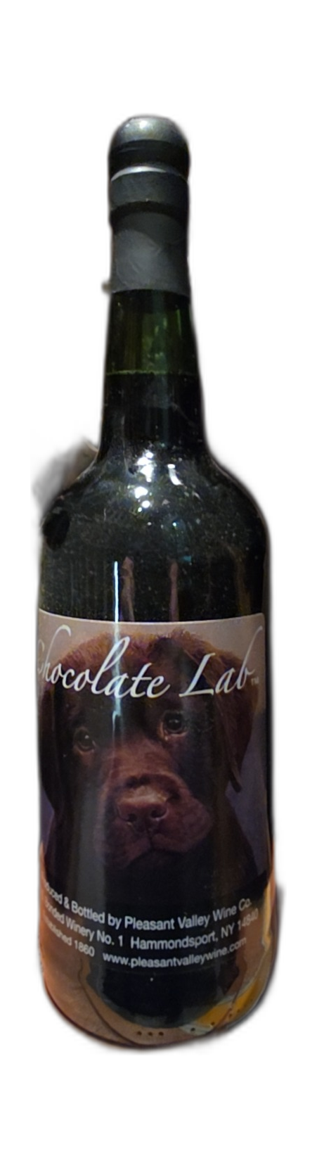 Chocolate Lab